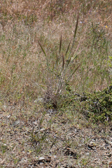 Elymus multisetus