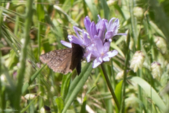 Erynnis propertius