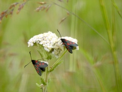 Zygaena lonicerae