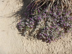 Astragalus sericoleucus