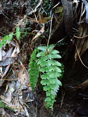 Polystichum subintegerrimum