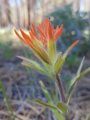 Castilleja miniata miniata