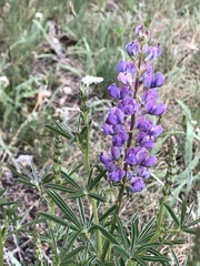 Lupinus angustifolius