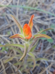Castilleja miniata miniata