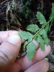 Polystichum subintegerrimum