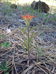 Castilleja miniata miniata