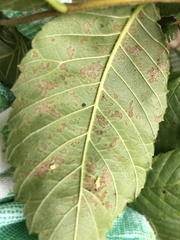 Xanthogaleruca luteola