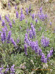 Lupinus excubitus