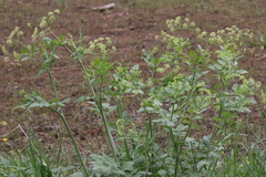 Osmorhiza occidentalis