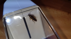 Ectobius lapponicus