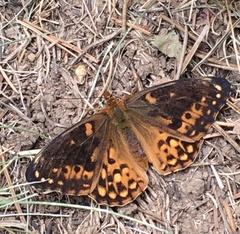 Speyeria coronis halcyone