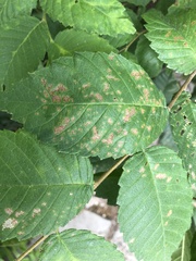 Xanthogaleruca luteola