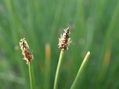 Eleocharis parishii