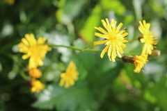 Crepis paludosa
