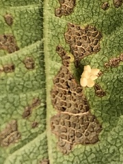 Xanthogaleruca luteola