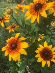 Helianthus mollis