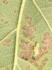 Xanthogaleruca luteola