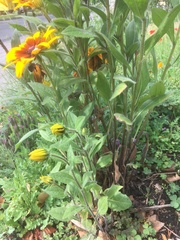 Helianthus mollis