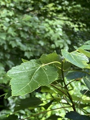 Acer rubrum