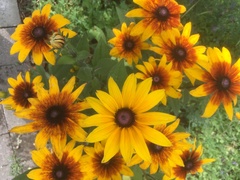 Helianthus mollis