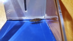 Ectobius lapponicus