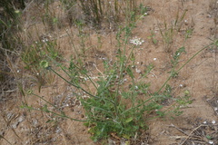 Daucus guttatus