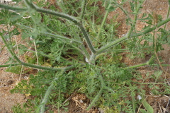 Daucus guttatus