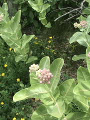 Asclepias speciosa
