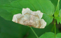 Metarranthis indeclinata