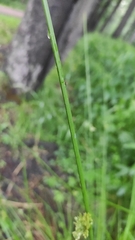 Juncus effusus