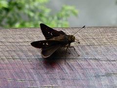 Cynea popla
