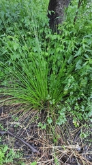 Juncus effusus