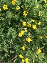 Lotus corniculatus
