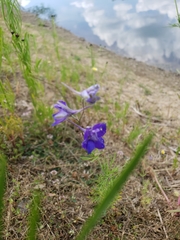Delphinium consolida