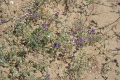 Medicago lessingii