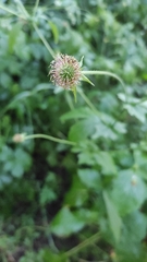Geum urbanum