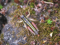 Buckellacris hispida