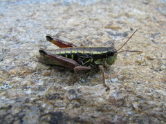 Buckellacris hispida