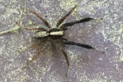 Schizocosa crassipes