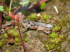 Melanoplus alpinus