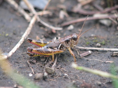 Melanoplus dawsoni