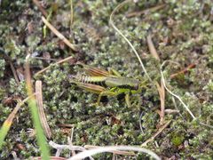 Melanoplus digitifer