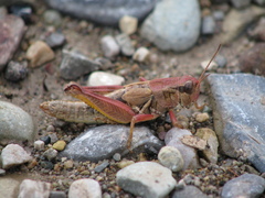 Melanoplus triangularis