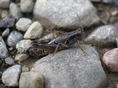 Melanoplus triangularis