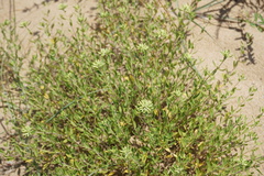 Ziziphora serpyllacea