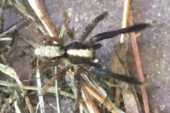 Schizocosa crassipes