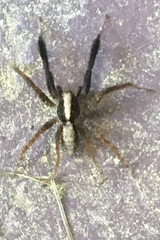 Schizocosa crassipes