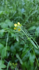 Geum urbanum