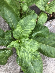 Pokeweed mosaic virus