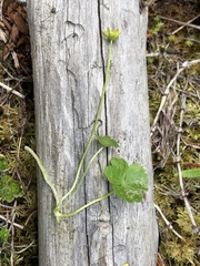 Ranunculus lapponicus